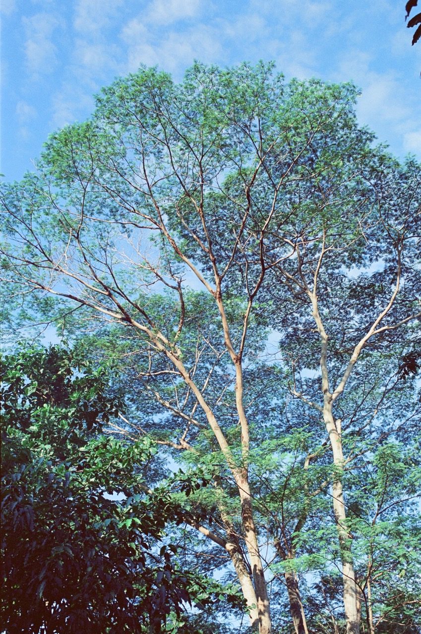 淡滨尼的下午