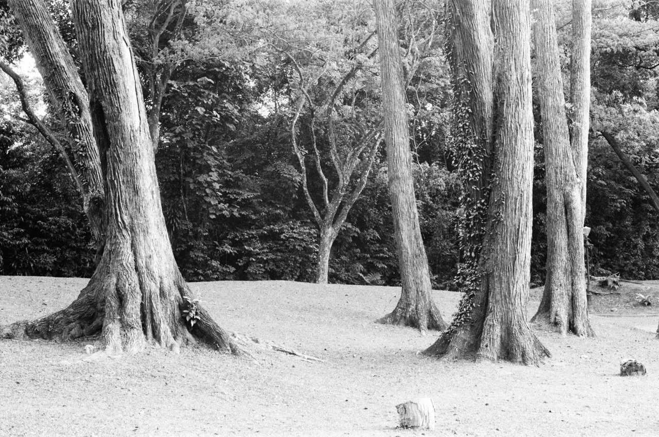 Some Photographs Shot on Film