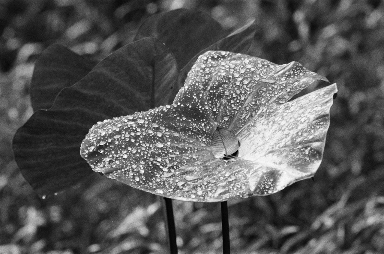 Some Photographs Shot on Film