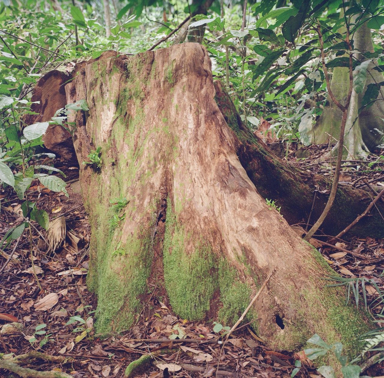 Some Photographs Shot on Film