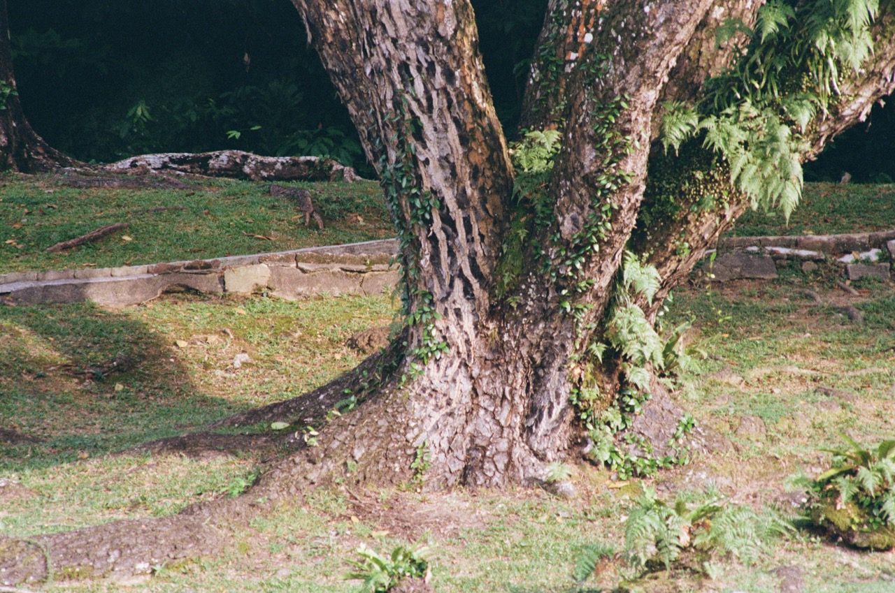 Some Photographs Shot on Film