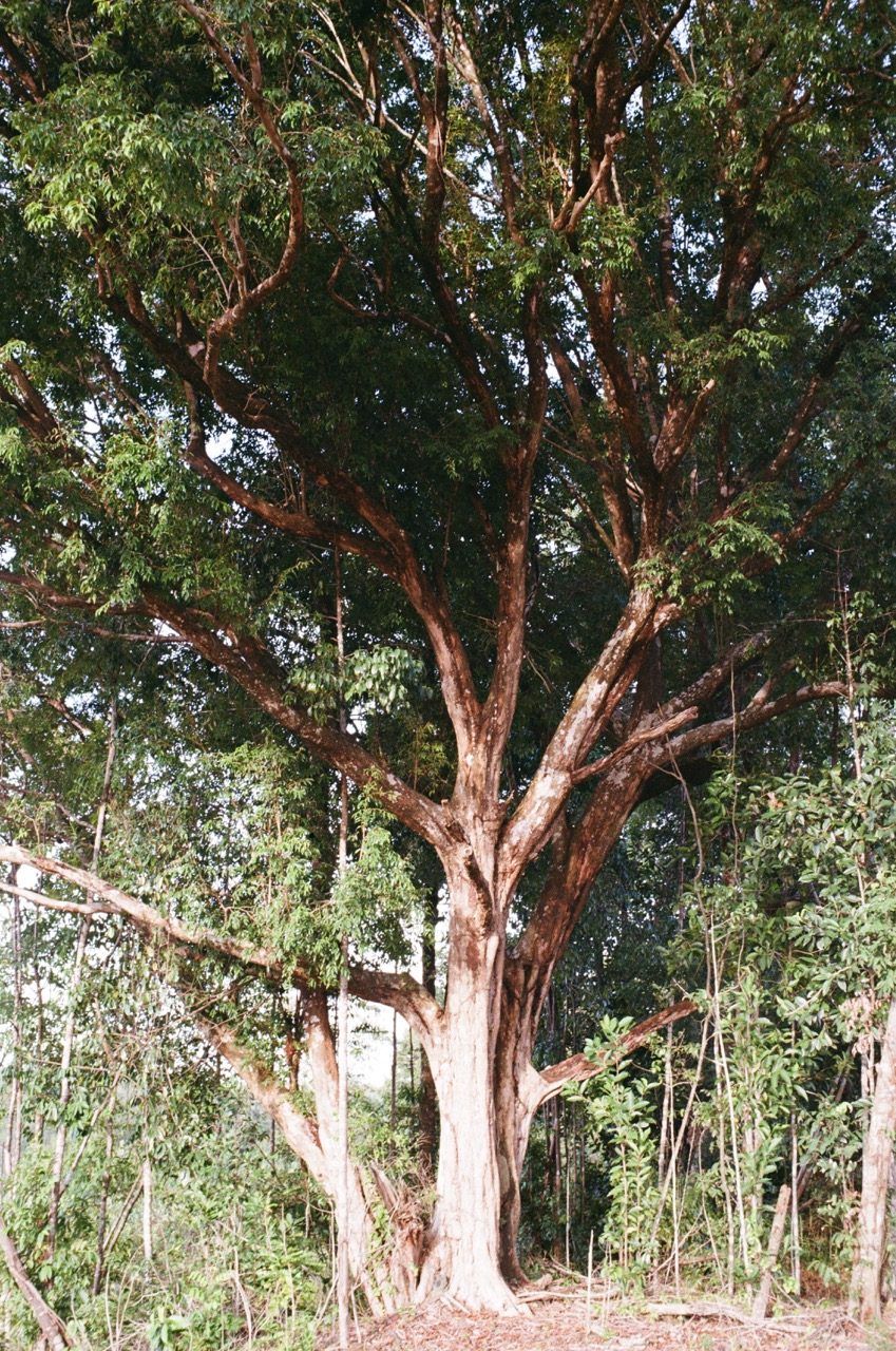 Some Photographs Shot on Film