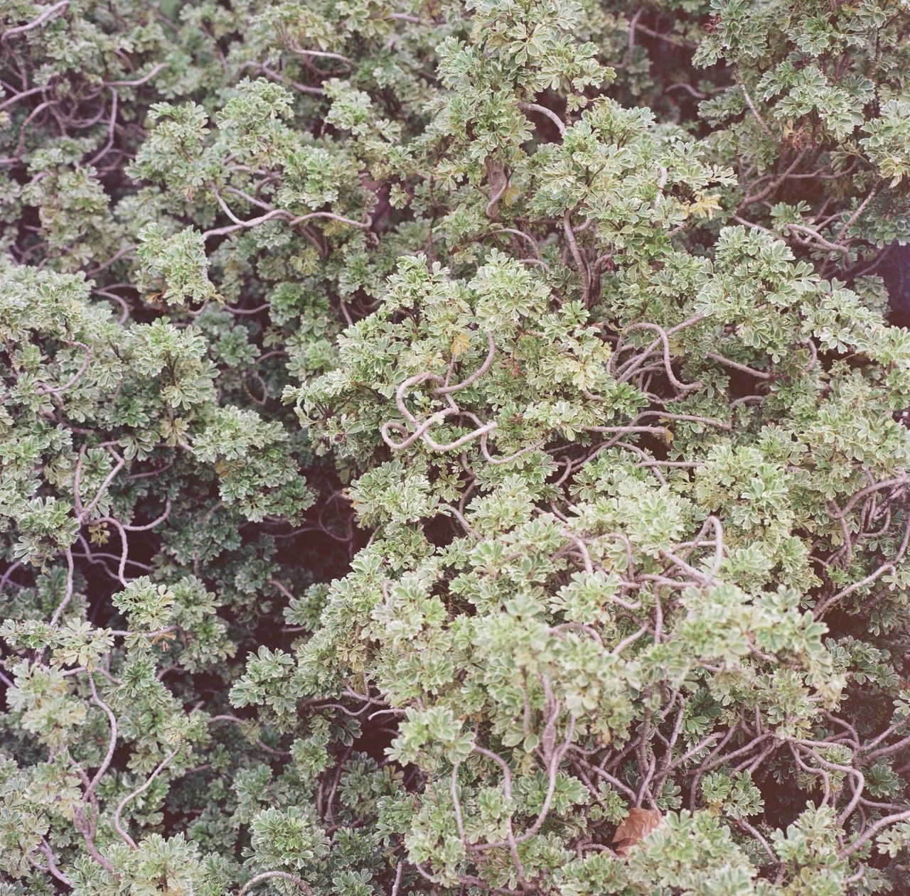 近期拍的一些120胶片