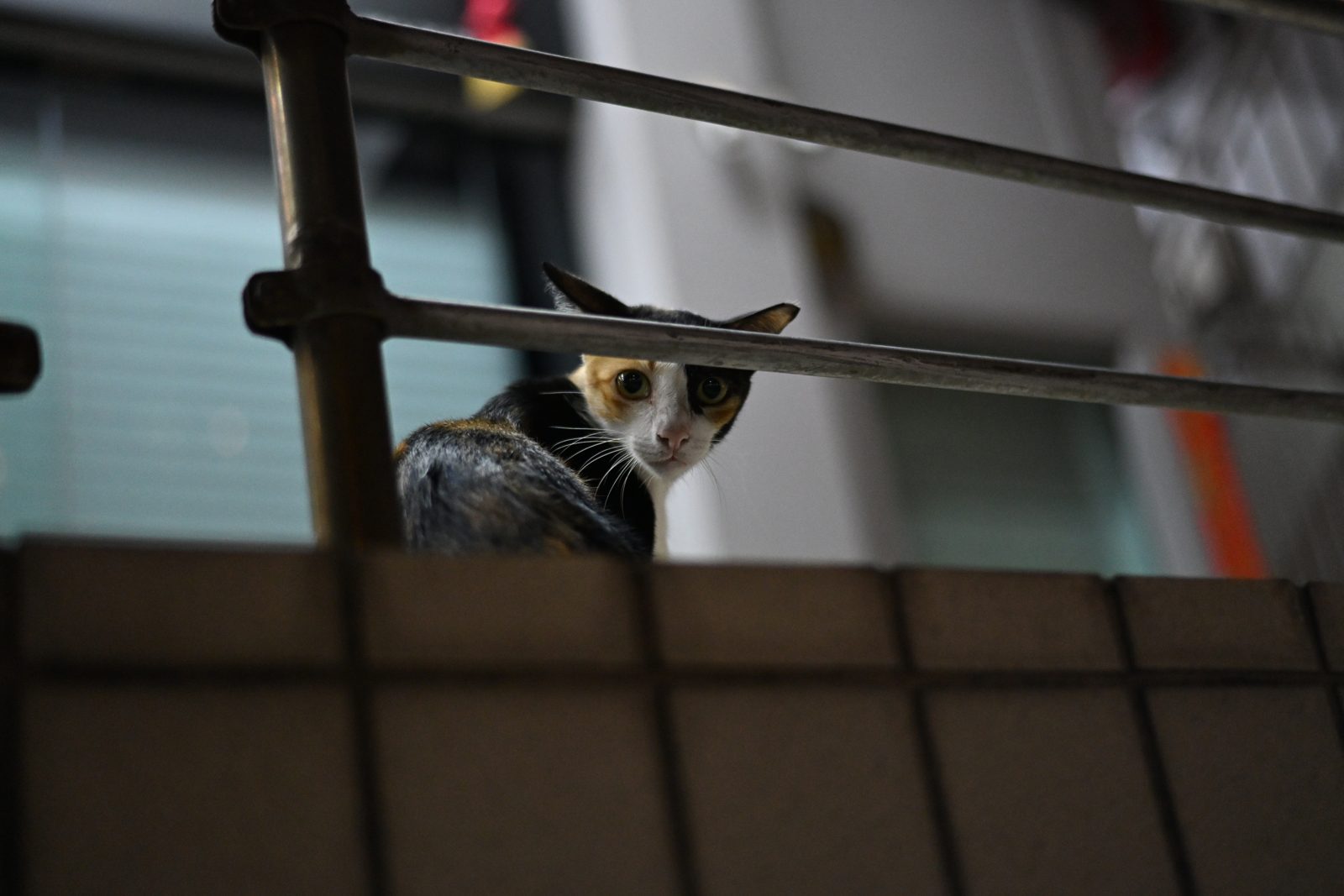 Night Street Photography in Geylang and Balestier